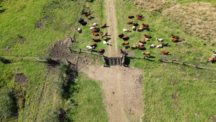 Using a drone to muster cattle in Australia