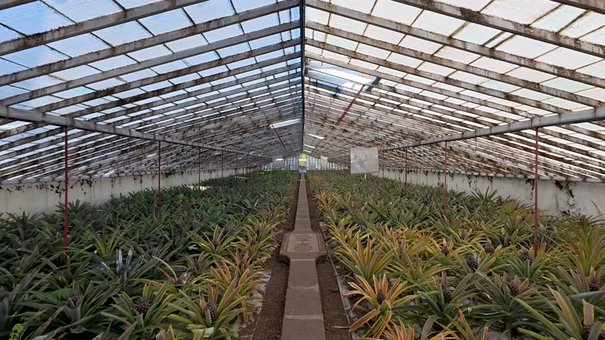 Long forward dolly inside huge greenhouse where pineapple plants are cultivated
