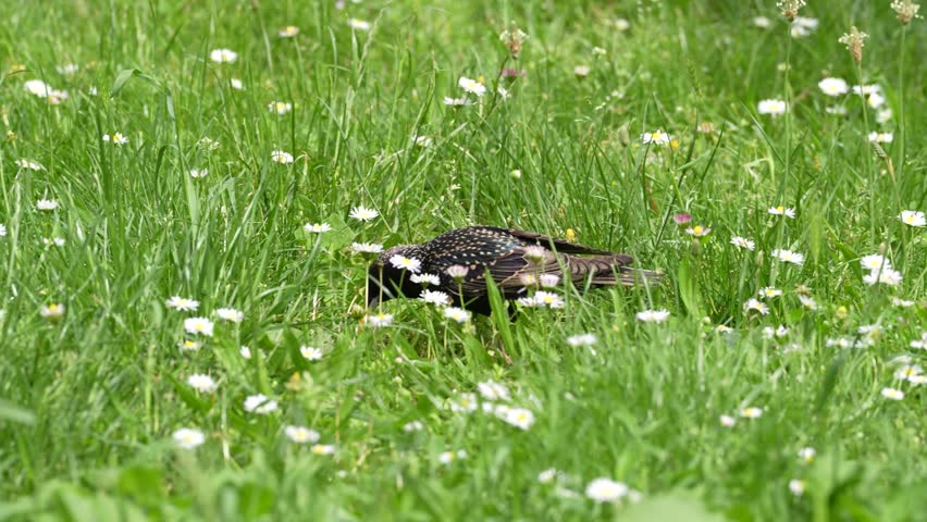  Close-Up of a Red Winged Blackbird