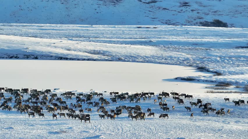 Aerial drone footage capturing a vast herd of reindeer migrating across the snowy Arctic landscape, showcasing their adaptation to cold climates.