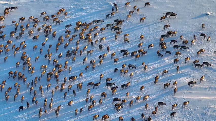 Scenic aerial view of reindeer migrating through snowy plains in Krasnoyarsk Territory during late autumn, capturing natural seasonal behavior.