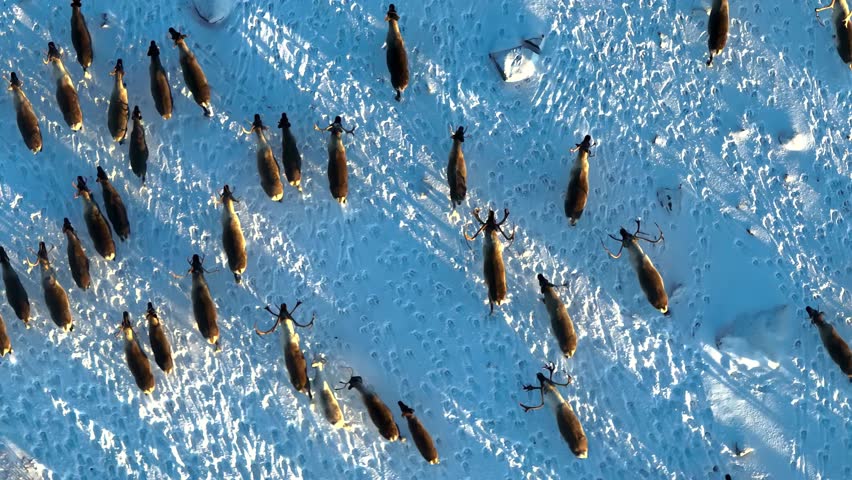 A high-resolution aerial drone video showing a dense herd of reindeer roaming the snowy terrain of Rybachy Peninsula in the Arctic region.