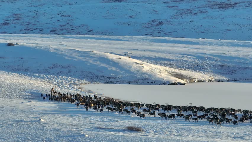 Drone aerial video capturing extensive migration of reindeer across Arctic snowfields, showcasing natural herd behavior in winter.