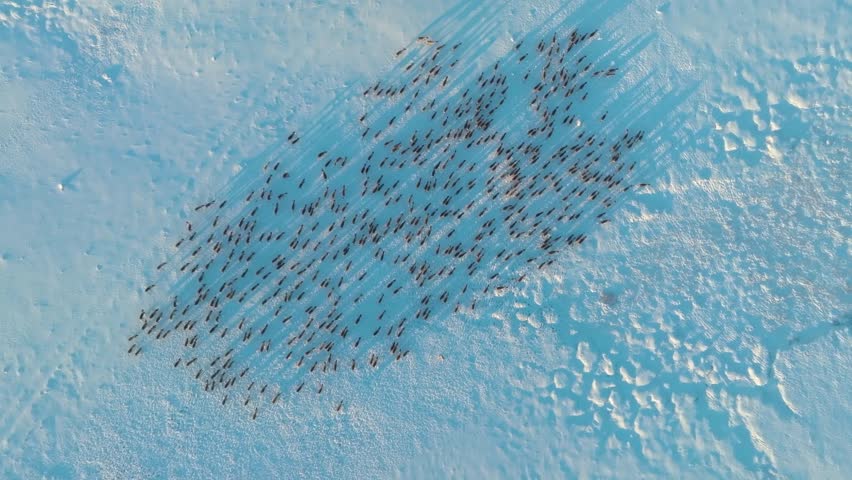 Aerial video showing a vast herd of reindeer (caribou) migrating in cold Arctic and subarctic regions, highlighting wildlife adaptation to harsh conditions.
