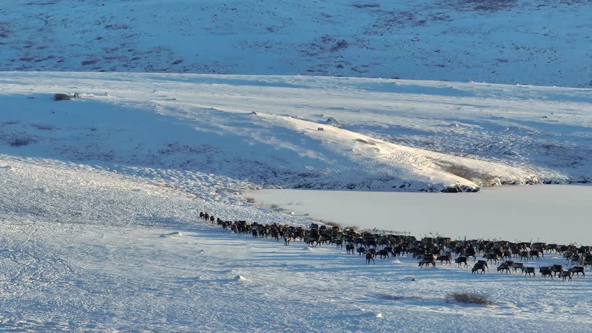 Drone video showing a vast herd of reindeer migrating through snowy plains of Krasnoyarsk Territory, illustrating seasonal wildlife movement.