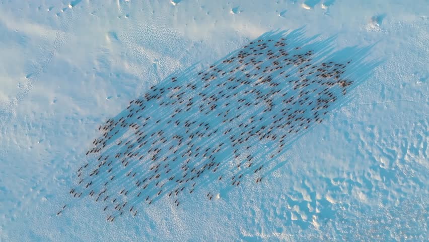 Aerial drone view capturing a vast herd of reindeer migrating across the snowy landscapes of Krasnoyarsk Krai in Siberia, showcasing wildlife adaptation to harsh winter conditions.