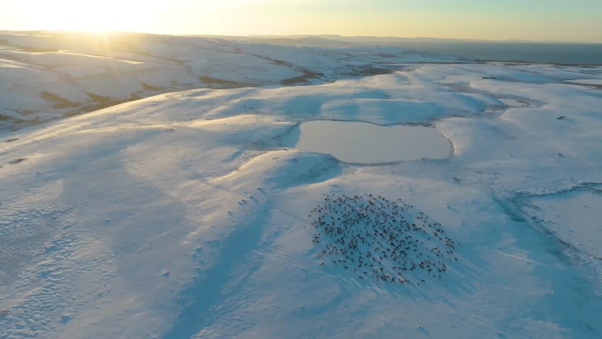 Captivating drone video of reindeer (caribou) herds migrating through snowy Arctic and subarctic landscapes, illustrating seasonal wildlife movement.