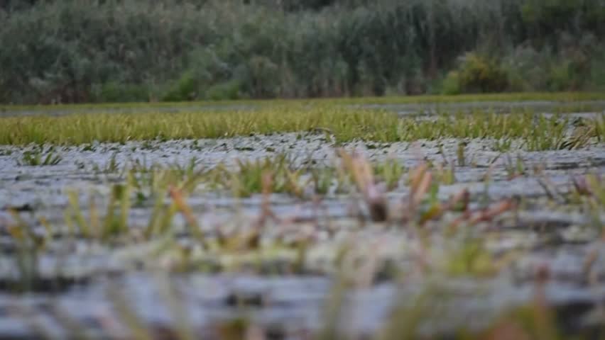 kayaking past aquatic plants in the evening during the summer season