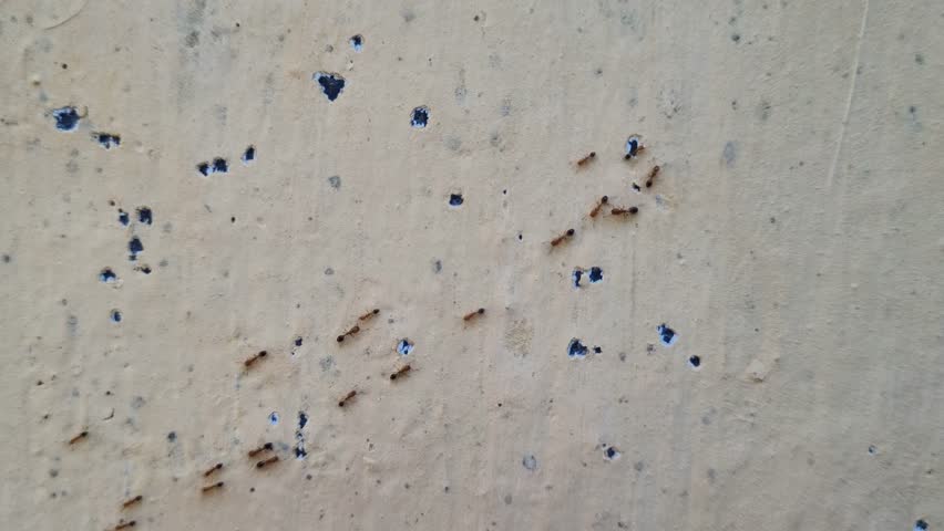 A group of red ants walking on the wall texture the afternoon