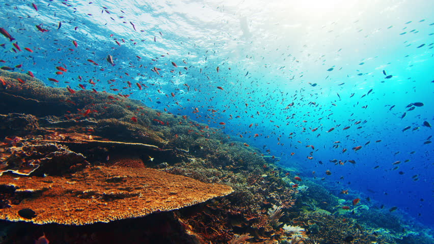 Healthy coral reef with a lot of fish swimming around. Komodo National Park, Indonesia