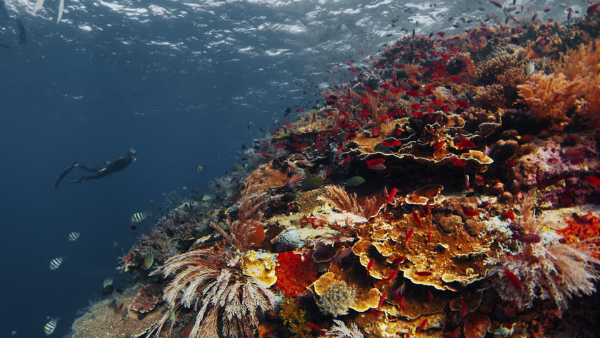 Freediver swims underwater near the colorfull coral reef in Indonesia