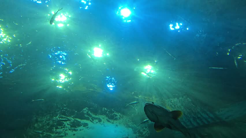 Stingrays, sharks and fish swimming in large tank at aquarium.