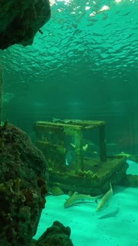 Stingrays, sharks and fish swimming in large tank at aquarium.