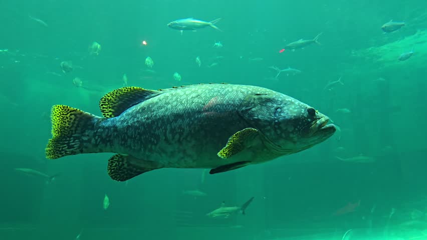 Stingrays, sharks and fish swimming in large tank at aquarium.