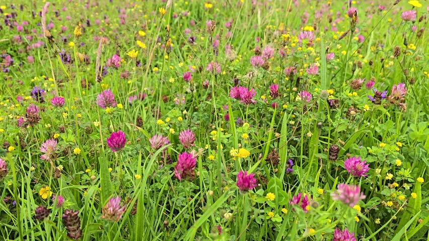 Wild flower meadow in Wales, UK. High biodiversity with, clover, buttercups, hawkweed, plantain, selfheal and many grasses. Static, with wind movement.