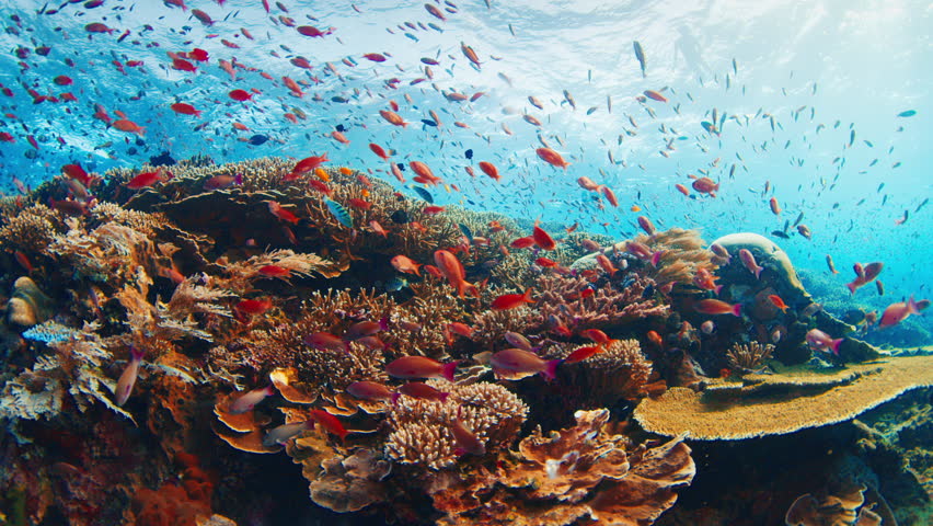 Healthy coral reef with a lot of fish swimming around. Komodo National Park, Indonesia