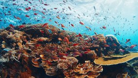 Healthy coral reef with a lot of fish swimming around. Komodo National Park, Indonesia - Powered by Shutterstock - Get 15% off with code: PIKWIZARD15