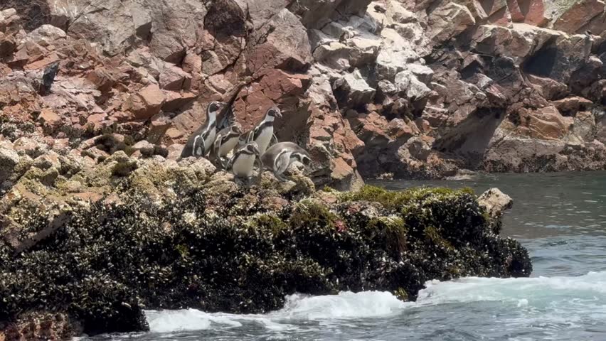 Humboldt Penguins on Rocky Shoreline in Coastal Peru