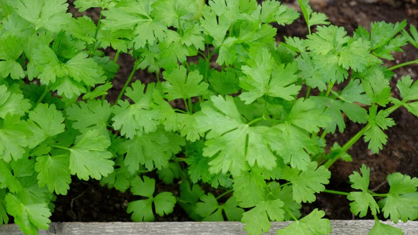 Parsley Growing in the Greenhouse. Garden Area. Plant Nursery. Petroselinum Crispum is Grown. Green Background of Spicy Herbs, Close-up. Flat Leaf Italian Parsley Planting in a Row. Cilantro parsley