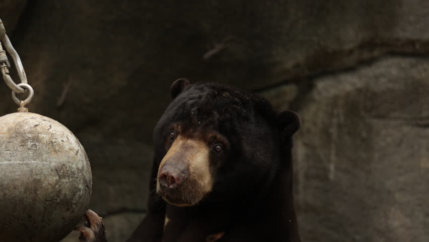 Big Malayan sun bear holding metal ball in zoo enclosure, showcasing natural grace charm. Ideal for wildlife enthusiasts educational content. Sun bear closeup, mammal animal, wildlife of Indonesia