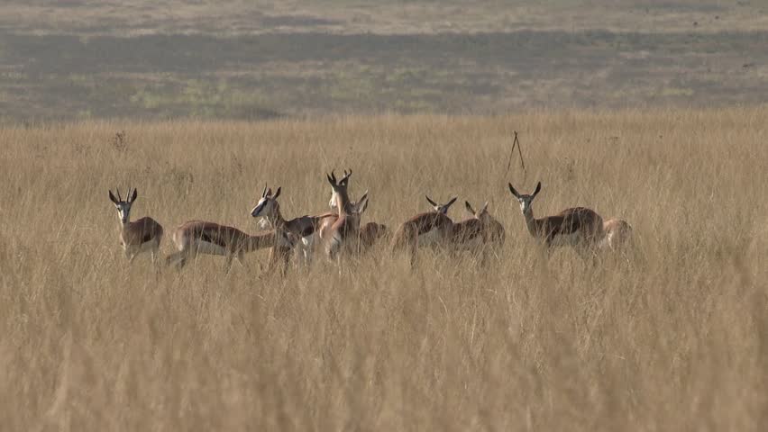 A male springbok attempting to mount one of the females 