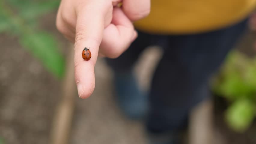 Ladybug crawling in little boy finger. Human and nature concept. Red ladybug climbing on a child hand. Closeup view video. A sun beetle. Insects world. Nature in spring concept. Ladybug in hands.