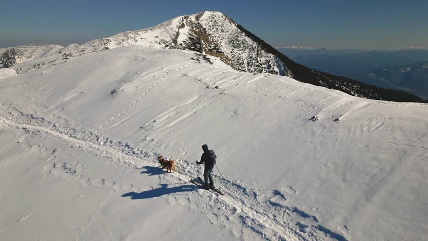 Man Ski Touring with Dogs in Snowy Carpathian Mountains in Late Winter, Outdoor Adventure