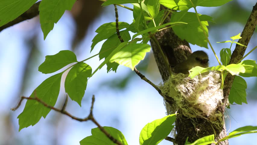 Female American redstart bird nests on a branch in the forest.