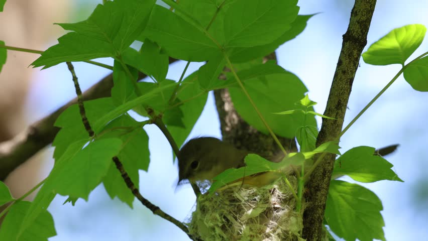 Female American redstart bird nests on a branch in the forest.