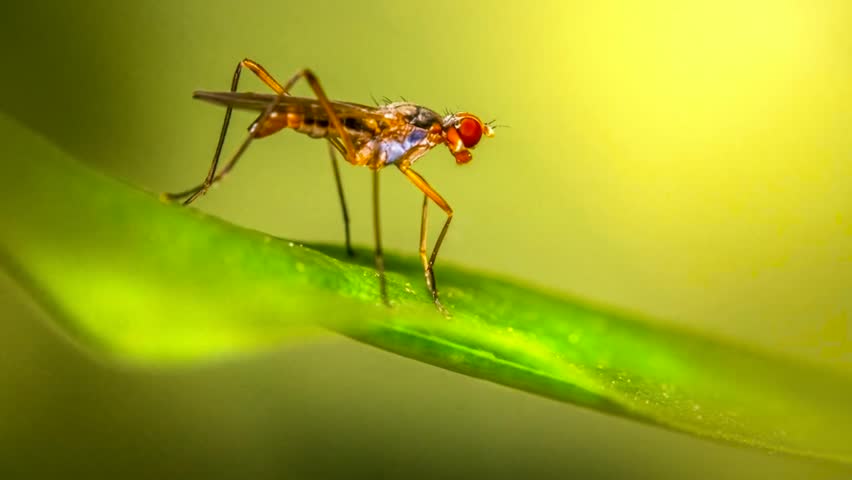 Red-Eyed Tiny Insect Standing Alertly on Green Leaf Under Morning Sunlight