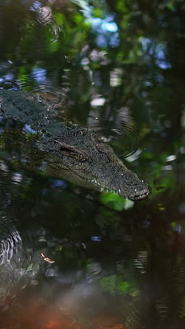 Large wild Crocodile with sharp teeth in its natural habitat have rest hide in river water in shadow hiding from sun. Wildlife nature predator animals of Africa. Dangerous alligator hunting livestock