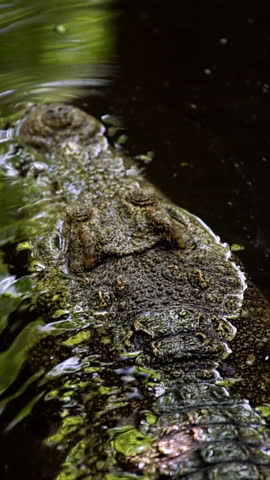 Large Crocodile with sharp teeth in its natural habitat crawling swimming in river water in shadow hiding from sun. Wildlife nature predator animals of Africa. Dangerous alligator hunting livestock