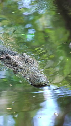 Large Crocodile with sharp teeth in its natural habitat crawling swimming in river water in shadow hiding from sun. Wildlife nature predator animals of Africa. Dangerous alligator hunting livestock