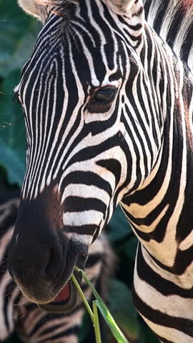 Herd of zebras grazing in savanna of Africa, Botswana game drive, herbivore, wild horse with white and black stripes. Zebras walking on green grass in national reserve concervation park and chewing