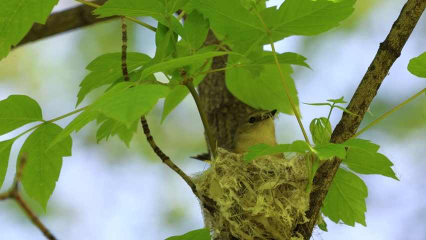 Female American redstart bird nests on a branch in the forest.