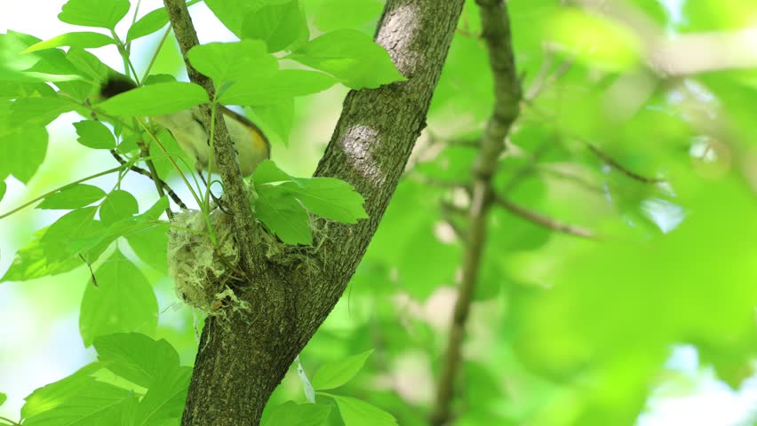 Female American redstart bird nests on a branch in the forest.