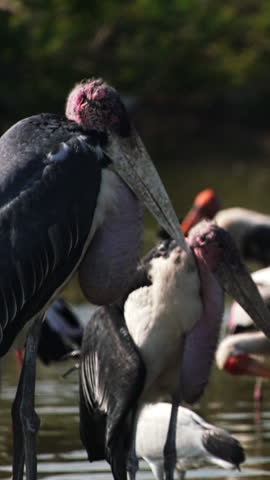 Large wading bird african marabou stork eats carrion in a swampy area of the savannah. Kenya, Africa wilderness. Big flock of birds rest in river water. Wildlife nature animals. Safari national park