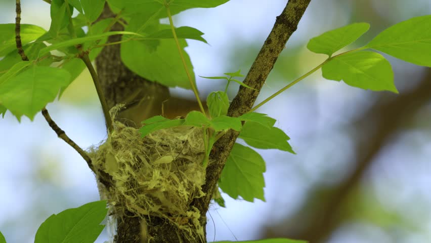 Female American redstart bird nests on a branch in the forest.