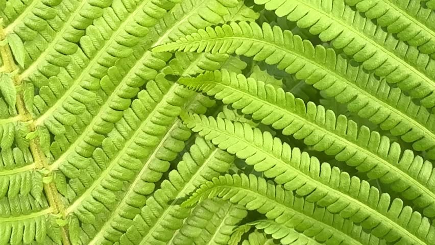 Nature Background with Green Fern Leaves Pattern In Natural Sunlight. Concept Of Eco Aesthetics, Organic Textures, Sustainable Visuals, Tropical Foliage Backgrounds, And Nature-Inspired Design Trends