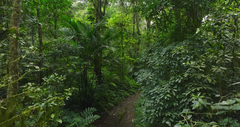 Path in tropical forest with lots of trees and leaves