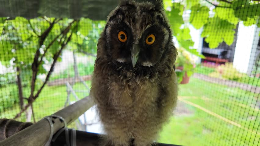 Long-eared owl chick. Long-eared owl. Nestling of a bird of prey. Owls. slow motion video in high resolution.