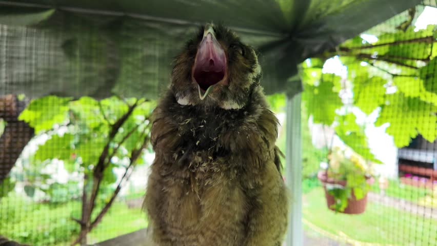 Long-eared owl chick. Long-eared owl. Nestling of a bird of prey. Owls. slow motion video in high resolution.