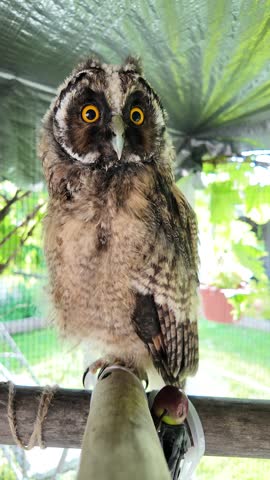 chick of long-eared owl. eyes of owl close-up. bird of prey. owl sitting on a branch