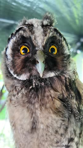 chick of long-eared owl. eyes of owl close-up. bird of prey. owl sitting on a branch