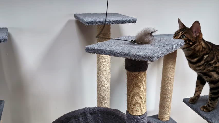 A Bengal cat, known for its wild appearance, plays on a cat tree inside a cozy home.