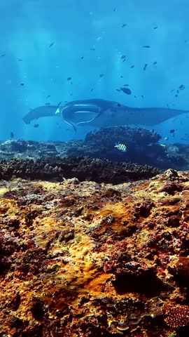 Manta ray fish underwater wildlife big species ocean floor rock, vertical video