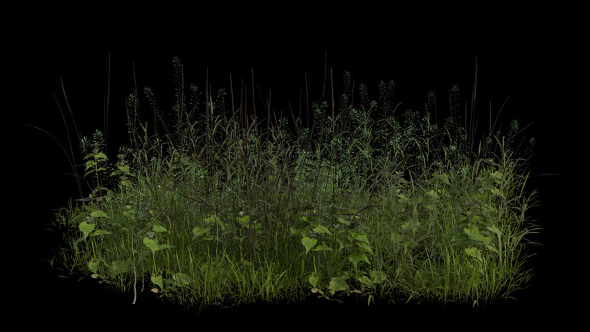 Tall Grass Field blowing in the wind Loop Animation. Wind blows the Grass Field. Animated Tall Grassswaying in the wind with Transparent Background. Alpha Channel. Loop Animation