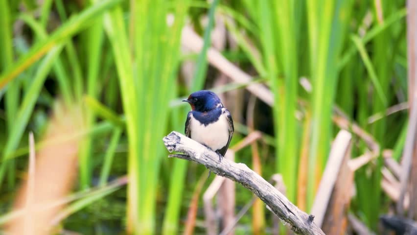 Barn Swallow on a Stick Over Water Taking Off in Slow Motion
