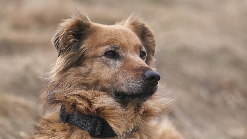 Portrait of Cute Brown Mixed-Breed Dog, Loyal Pet in Nature