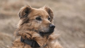 Portrait of Cute Brown Mixed-Breed Dog, Loyal Pet in Nature - Powered by Shutterstock - Get 15% off with code: PIKWIZARD15